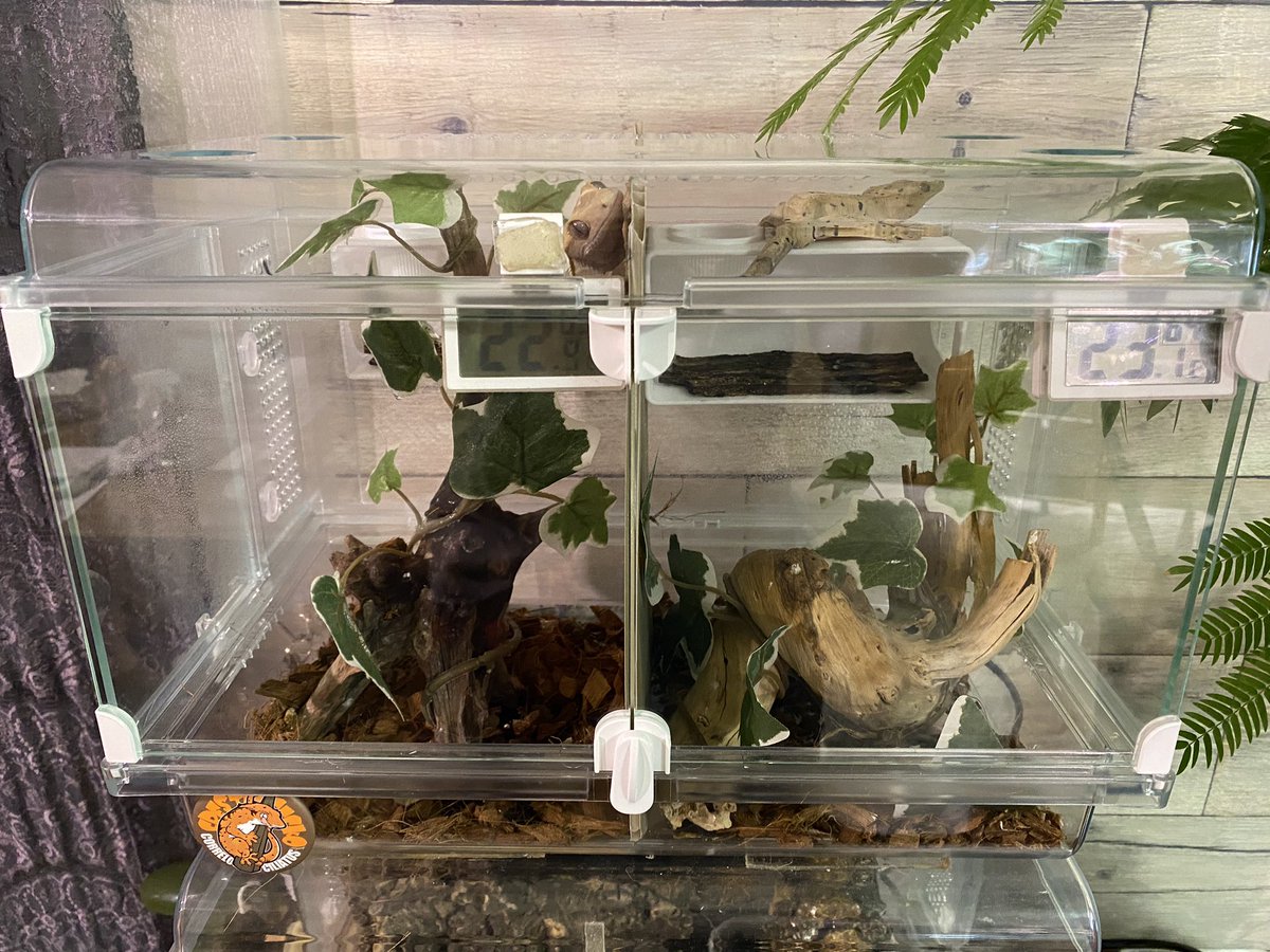 家族が増えて増築🏠 ウチの爬虫類はもっぱら ジェックス Harmony