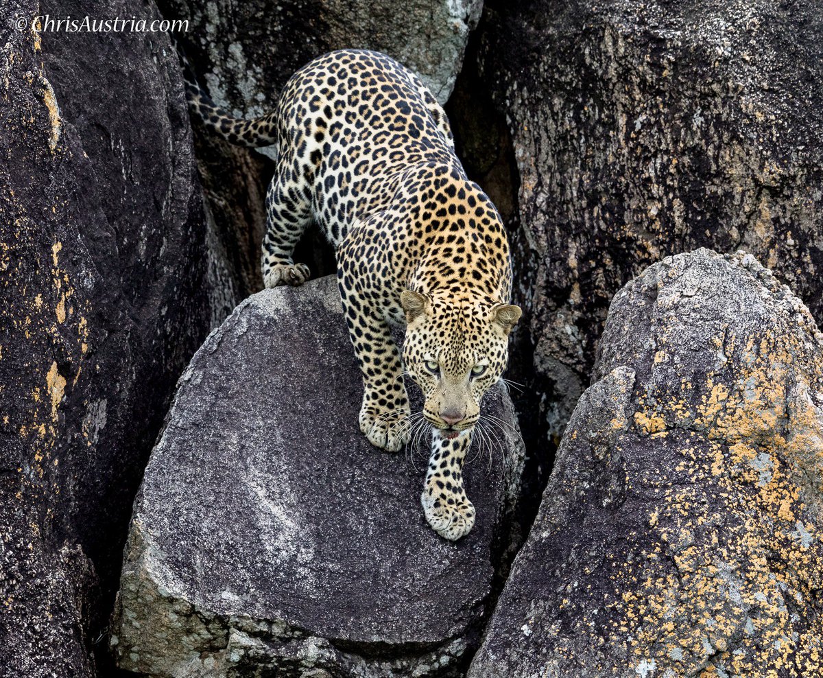 Nze nakubye ekifananyi kino e ky'engo ensajja mu #Karamoja 🐆 Leopards are powerful and dangerous cats. Wegendereze. This male came right towards me in #Kidepo Valley #Uganda 🇺🇬 He was protecting an antelope that he just killed . . #photography #wildlifephotography #conservation