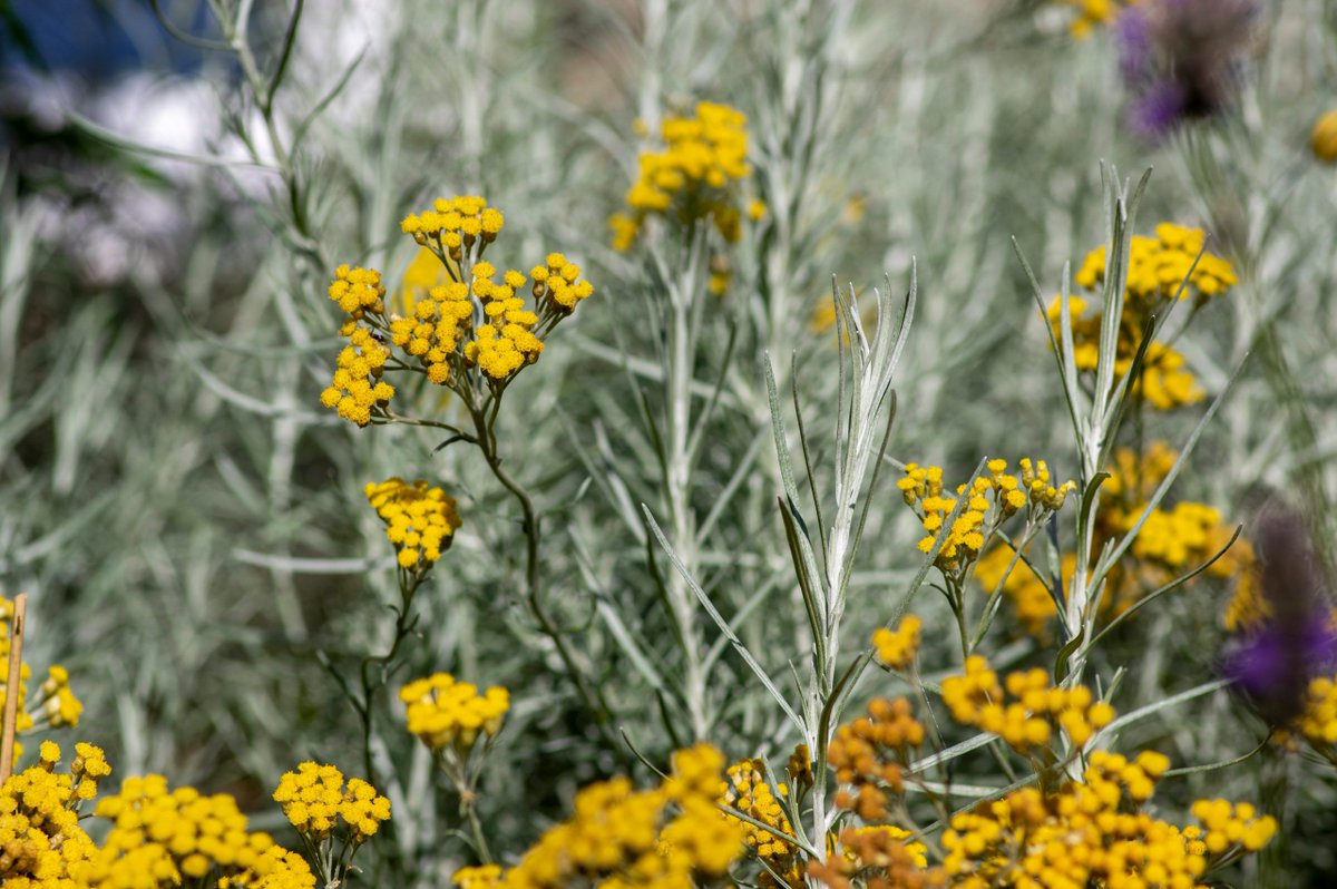 What do you need to do in the garden this month? Discover the essential list of gardening jobs in November. buff.ly/47pNkZw