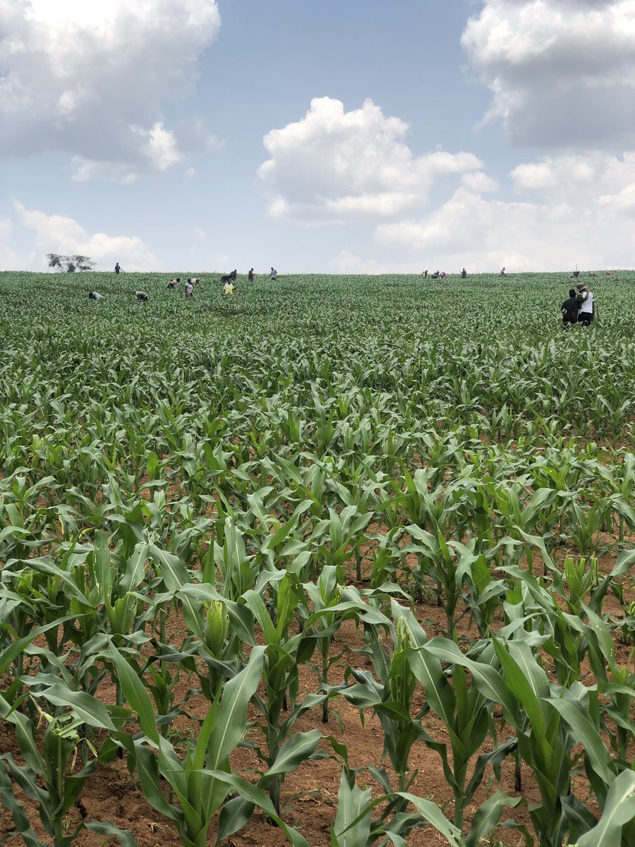 If you want to invest in maize farming please like and repost.