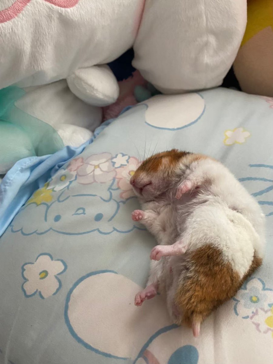 ハム大好き tweet media