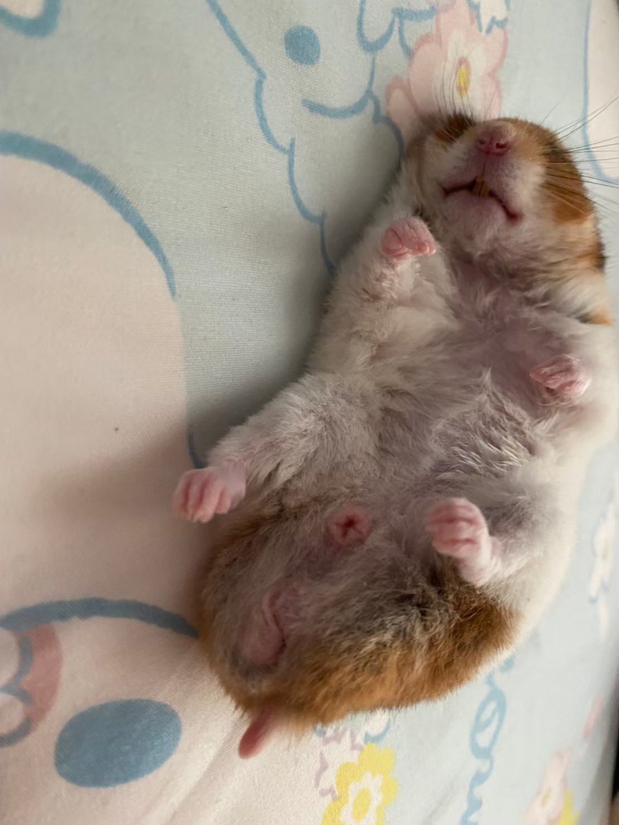 ハム大好き tweet media