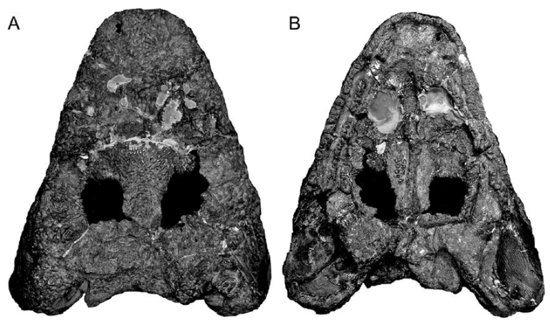 BatmanelVisigodo tweet media