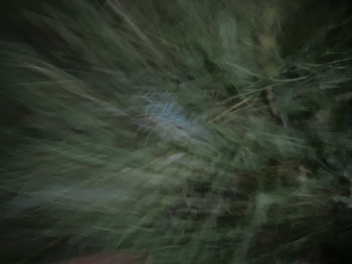 HollyOakLife's tweet photo. And picked up some fallen sapin branches and oak leaves・°そして強風で落ちたモミの木枝オークの葉を拾って乾かしてます♡ #fromgarden #gettingreadyforchristmas #countrylife #フランス暮らし #庭のある暮らし #フランス生活 #田舎暮らし #海外生活 https://t.co/ozu4jm8oXt