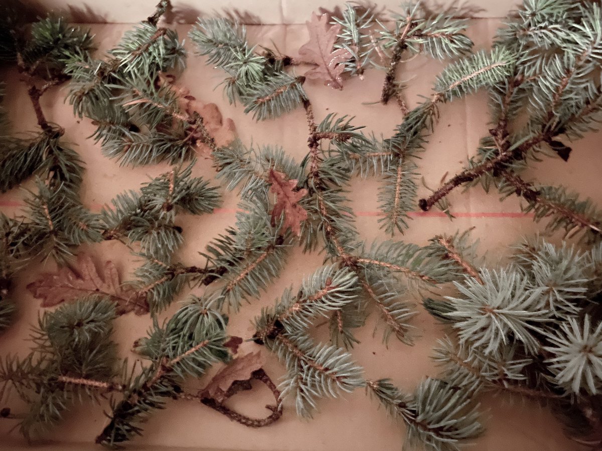 HollyOakLife's tweet photo. And picked up some fallen sapin branches and oak leaves・°そして強風で落ちたモミの木枝オークの葉を拾って乾かしてます♡ #fromgarden #gettingreadyforchristmas #countrylife #フランス暮らし #庭のある暮らし #フランス生活 #田舎暮らし #海外生活 https://t.co/ozu4jm8oXt