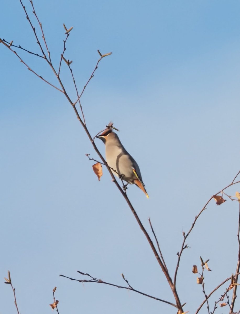 Great start to the weekend with a Waxwing seen from the garden!