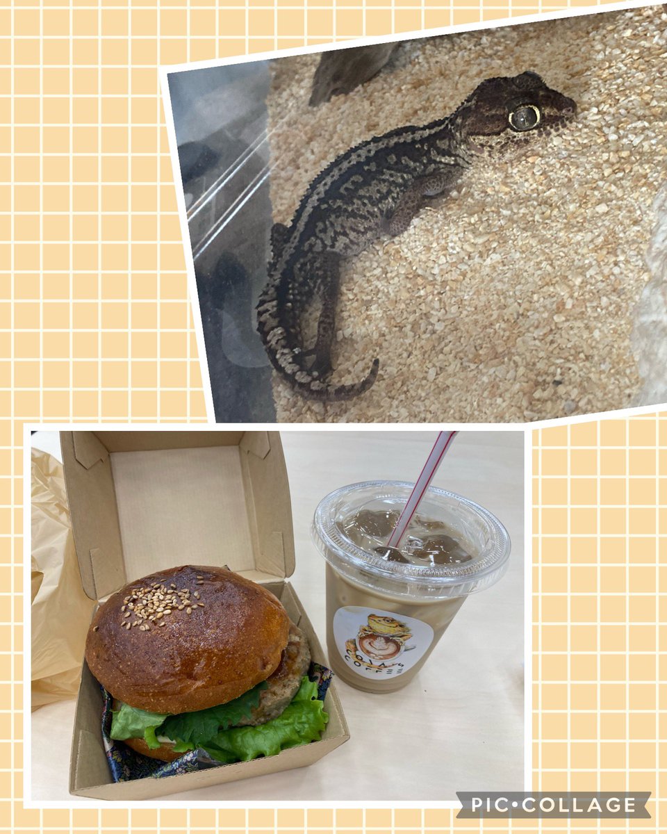 九レプ参加された方お疲れ様でした〜👏
今回の会場すごく綺麗で、飲食もできていつも以上に楽しかったです！

ボールパイソンとニシアフの可愛い子が居ましたがお迎え留まりました。
良い人と出会えてますように（^人^）