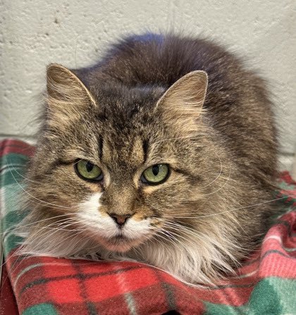 MissyBBBobtail's tweet photo. 1/3 New Jersey! 
Yogi is about 14 yo &amp; is a petite medium haired female. She was surrendered w/multiple cats due to their owner losing their home. Yogi &amp; her friends are senior cats are having a hard time adjusting to shelter life. They are all sharing our community room together https://t.co/QNrXyZ0SK2