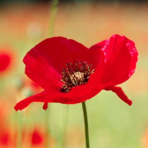 At the going down of the sun And in the morning We will remember them. #ArmisticeDay #Poppy #WeWillRememberThem