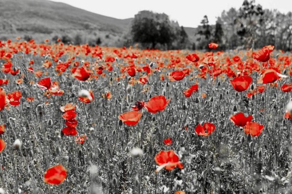 ‘When you go home, tell them of us and say, for your tomorrow, we gave our today.’ #LestWeForget #RemembranceDay #RemembranceDay2023 #PoppyDay it’s our job to remind the next generation of the importance of #ArmisticeDay