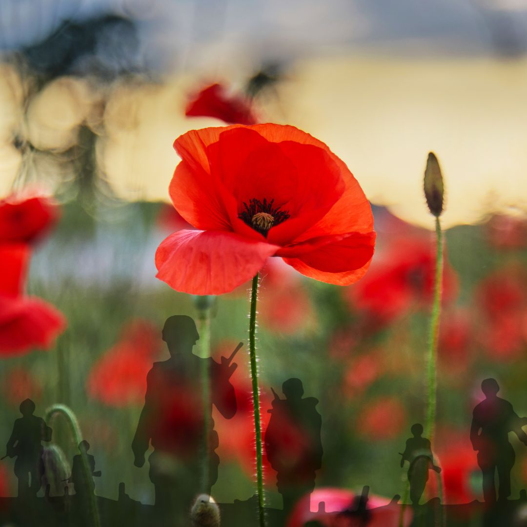 At the 11th hour, on the 11th day of the 11th month, we pause to reflect and remember those who have died or suffered in armed conflict. This Remembrance Day marks the 105th anniversary of the end of the First World War. Lest We Forget. #Remembranceday #armisticeday