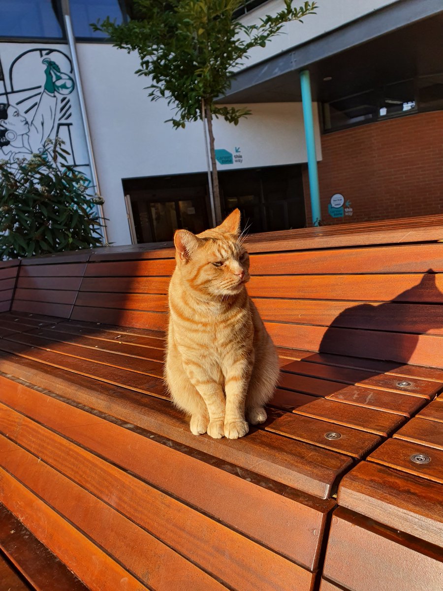 Elley Wakui (@elley_wakui) on Twitter photo It's our Open Day today! Sun is out and so is the campus cat, look forward to welcoming you <a href="/UELPsychLondon/">Psychology at UEL</a> It's our Open Day today! Sun is out and so is the campus cat, look forward to welcoming you <a href="/UELPsychLondon/">Psychology at UEL</a>