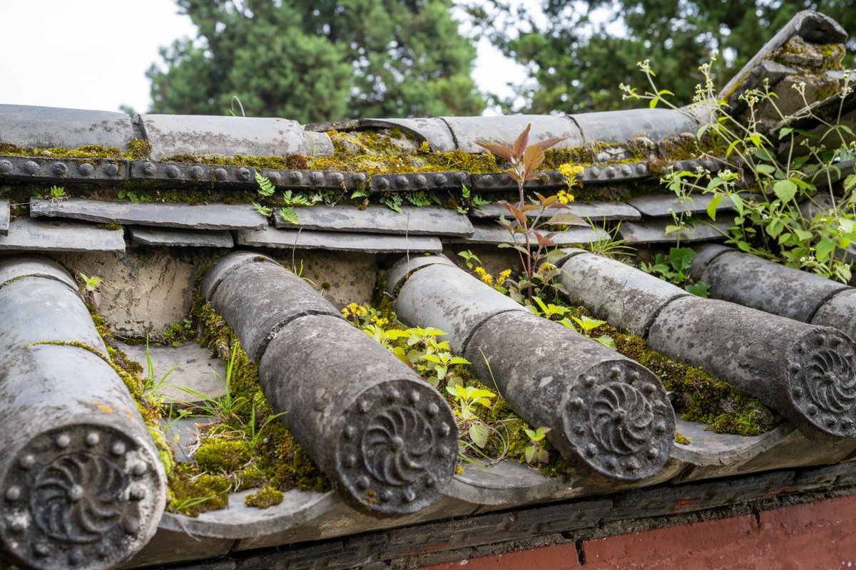 YeHangHarry's tweet image. Ancient Chinese roof tiles photo reference
Shot by me via Sony a7r4 
Find more in comment👇🏻 
#EnvironmentArt #TextureReference