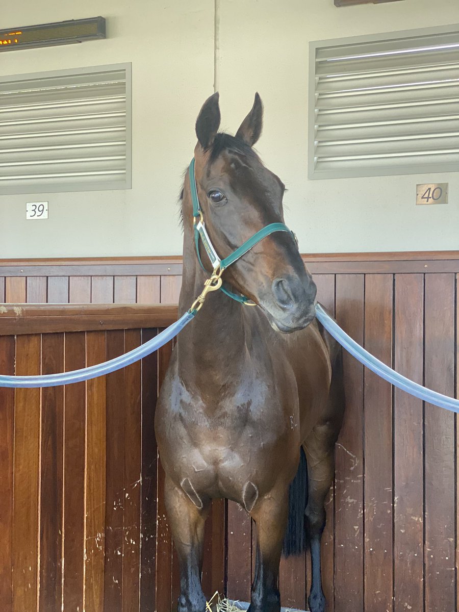 mcsmithracing's tweet image. Melbourne Spring Carnival 2023 🌼
What a week!!! 

🤍True Marvel 8th in the Gr.1 Melbourne Cup
🧡Aethelflaed 4th in the Gr.2 Wakeful Stakes AND 2nd in the Gr.1 VRC Oaks
💙Buenos Noches 2nd in the Gr.1 Champions Sprint

#TeamMCS