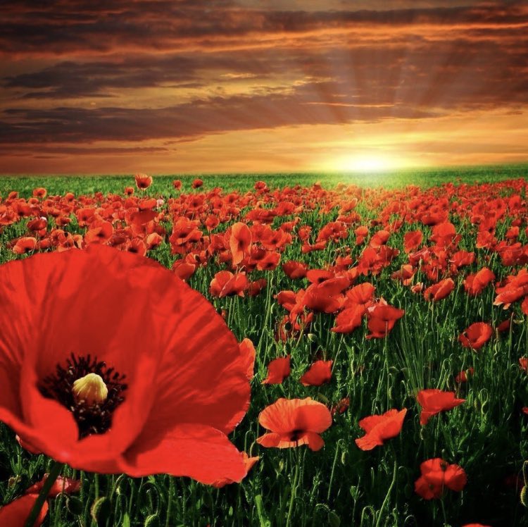 Rob Bradshaw (@robbradshaw63) on Twitter photo Remembering all who gave their lives for us all.
The 55 <a href="/aircadets/">RAF Air Cadets</a> who lost their lives during WWII doing what they wanted to do.
The 20 <a href="/CWGC/">Commonwealth War Graves</a> casualties I look after as an Eyes On Hands On volunteer.
At the going down of the sun, and in the morning, we will remember them. Remembering all who gave their lives for us all.
The 55 <a href="/aircadets/">RAF Air Cadets</a> who lost their lives during WWII doing what they wanted to do.
The 20 <a href="/CWGC/">Commonwealth War Graves</a> casualties I look after as an Eyes On Hands On volunteer.
At the going down of the sun, and in the morning, we will remember them.