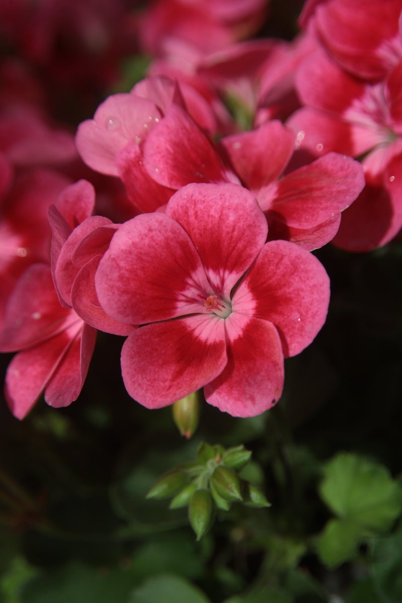 Geranium 🥰