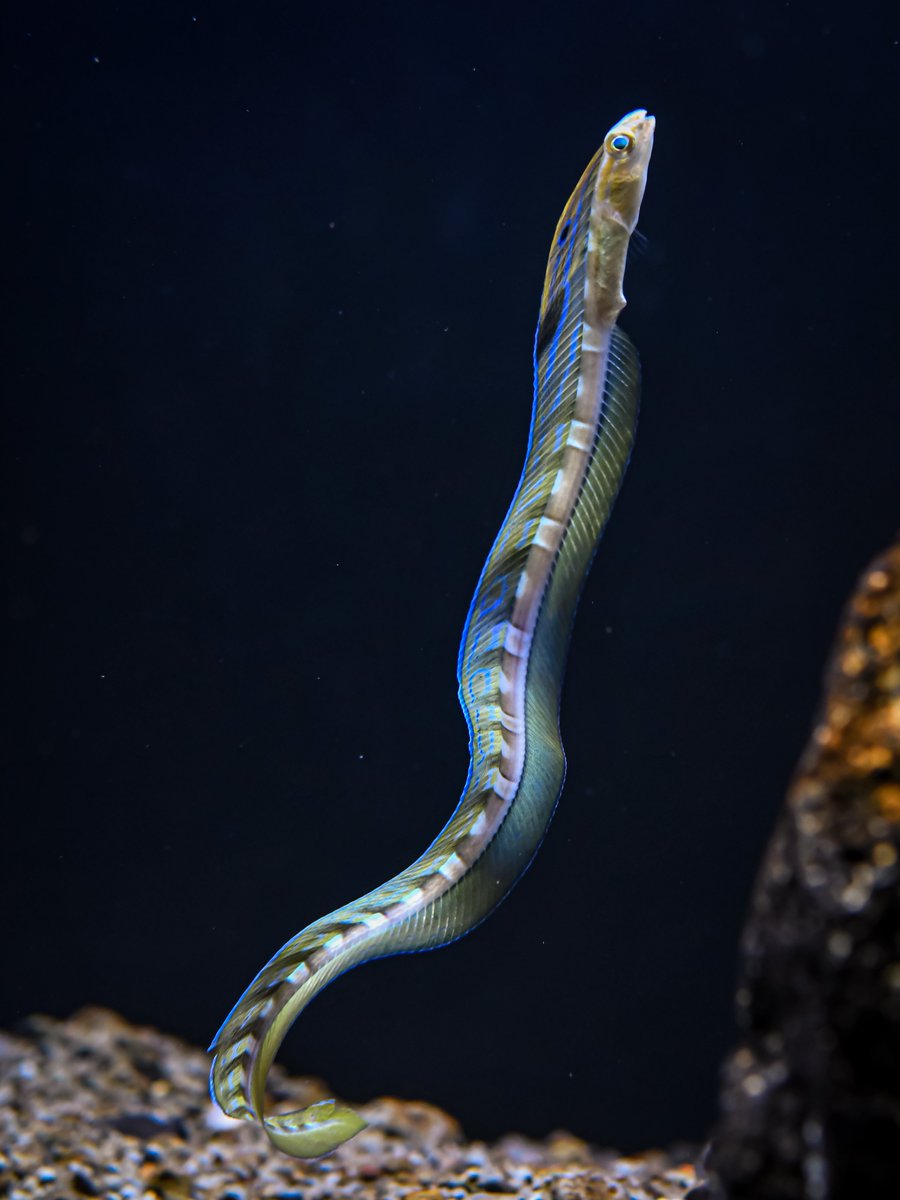 【フォトコン佳作！】
静岡県にある幼魚に特化した水族館「幼魚水族館」で先月開催されていたSNSフォトコンテスト企画。
今日その結果発表があり「館長佳作」に選定していただきました！
受賞作品は力作揃いですので、ぜひ引用元からリンク先へ飛んでみてくださいね〜😃
