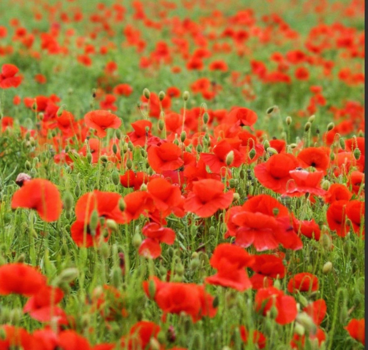 Dragon Cladding Ltd tweet media