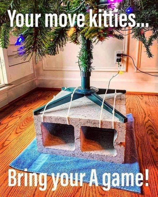 causticbob's tweet photo. #Caturday https://t.co/UDq0r6LRTw