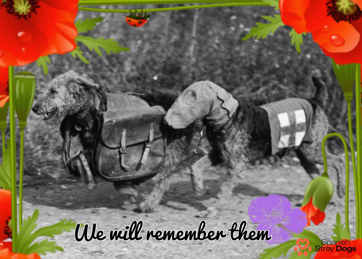 💜 Lest We Forget 💜

At the 11th hour of the 11th day of the 11th month, we will remember them.

Remembering all animals in war, we thank you for your service 💜

#remembranceday #rememberthefallen #purplepoppy #animalsofwar #dogsofwar #wewillrememberthem #lestweforget2023