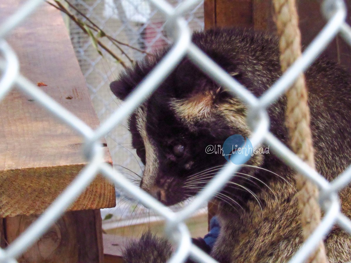 lik_nasua_nasua's tweet photo. ハクビシンのハッチくん、私が檻を抜けずにうんぬんかんぬんしてる間にお眠りになってしまったw
一眼でサッと抜ける檻がコンデジだと中々抜けないのは、まだ使いこなせてないからかな💧
#大牟田市動物園 #ハクビシン
#ハッチ #MaskedMusang https://t.co/firAcDrPRA