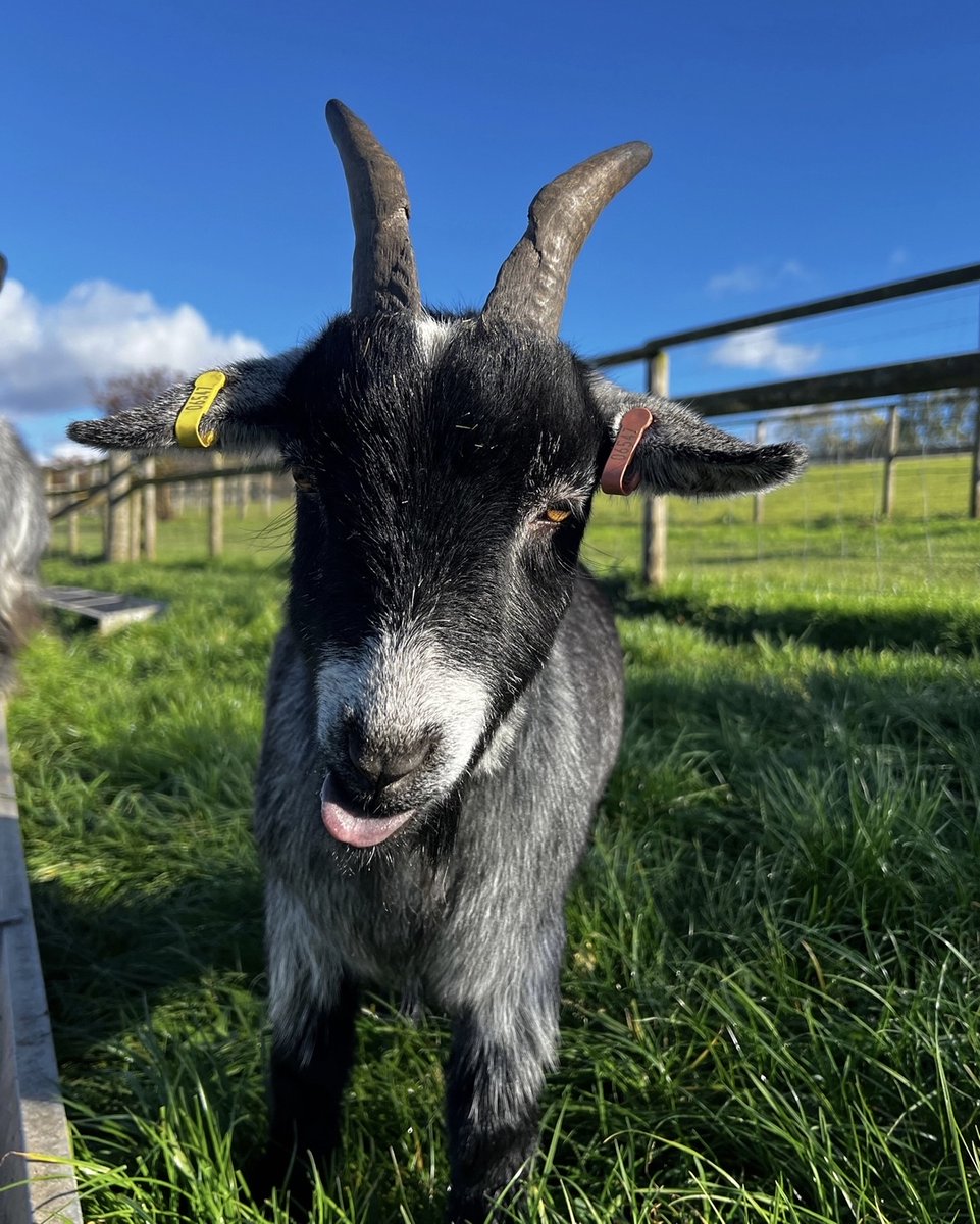 Bocketts Farm Park tweet media
