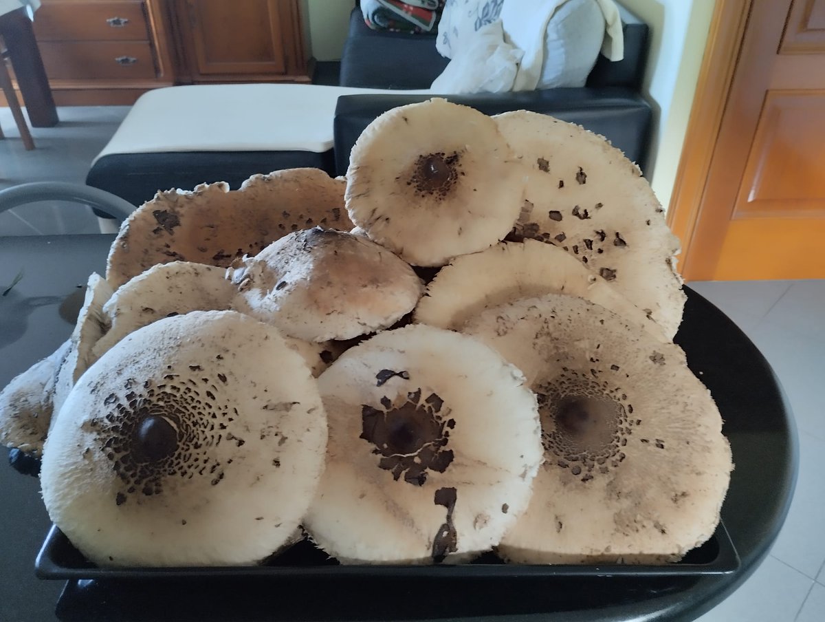 Fue productiva la salida al monte 😂