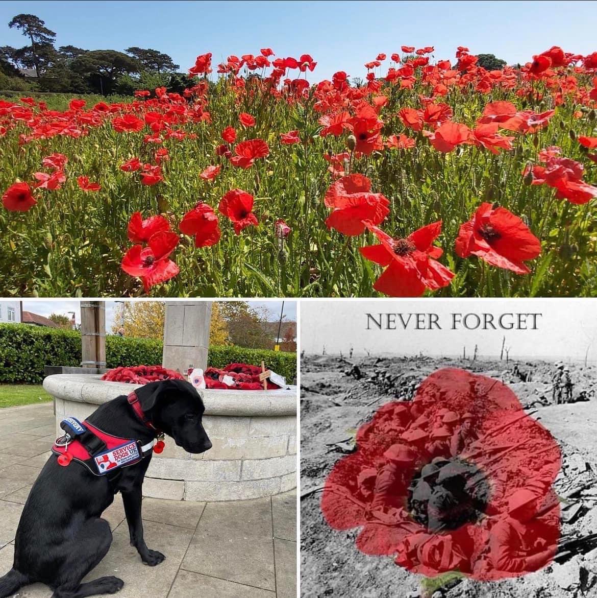 We will remember them! #RemembanceDay #Remembance #services