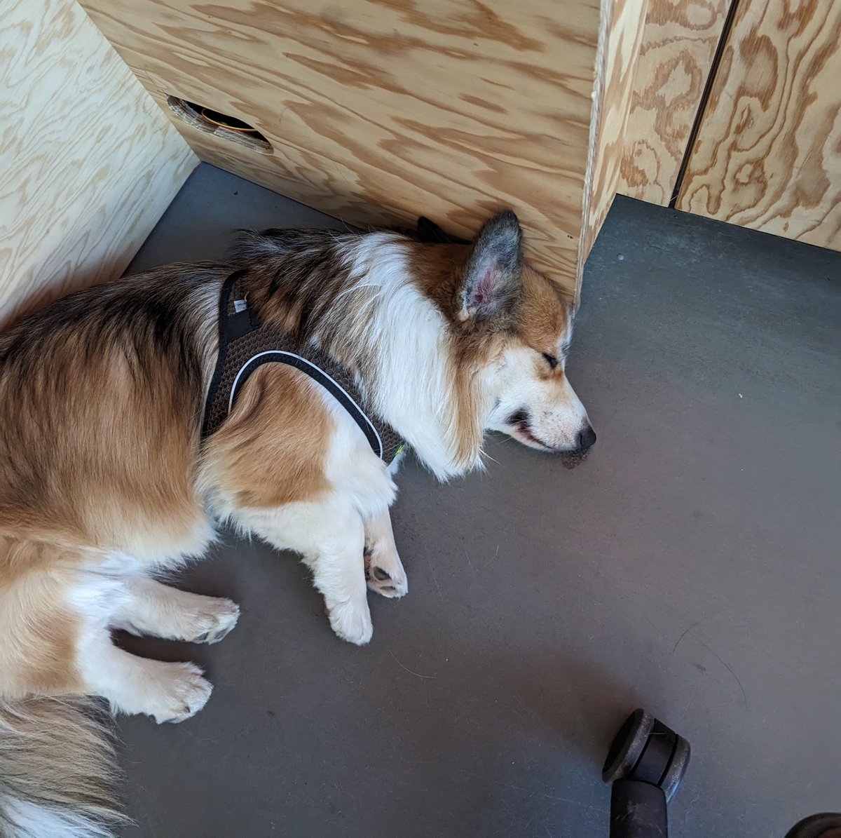 42Network's tweet photo. Just @42_berlin's Max doing what we all love to do on Saturday mornings 😴

#dogsofinstagram #42Berlin #42Network #Sleep https://t.co/RlCc5e90M5