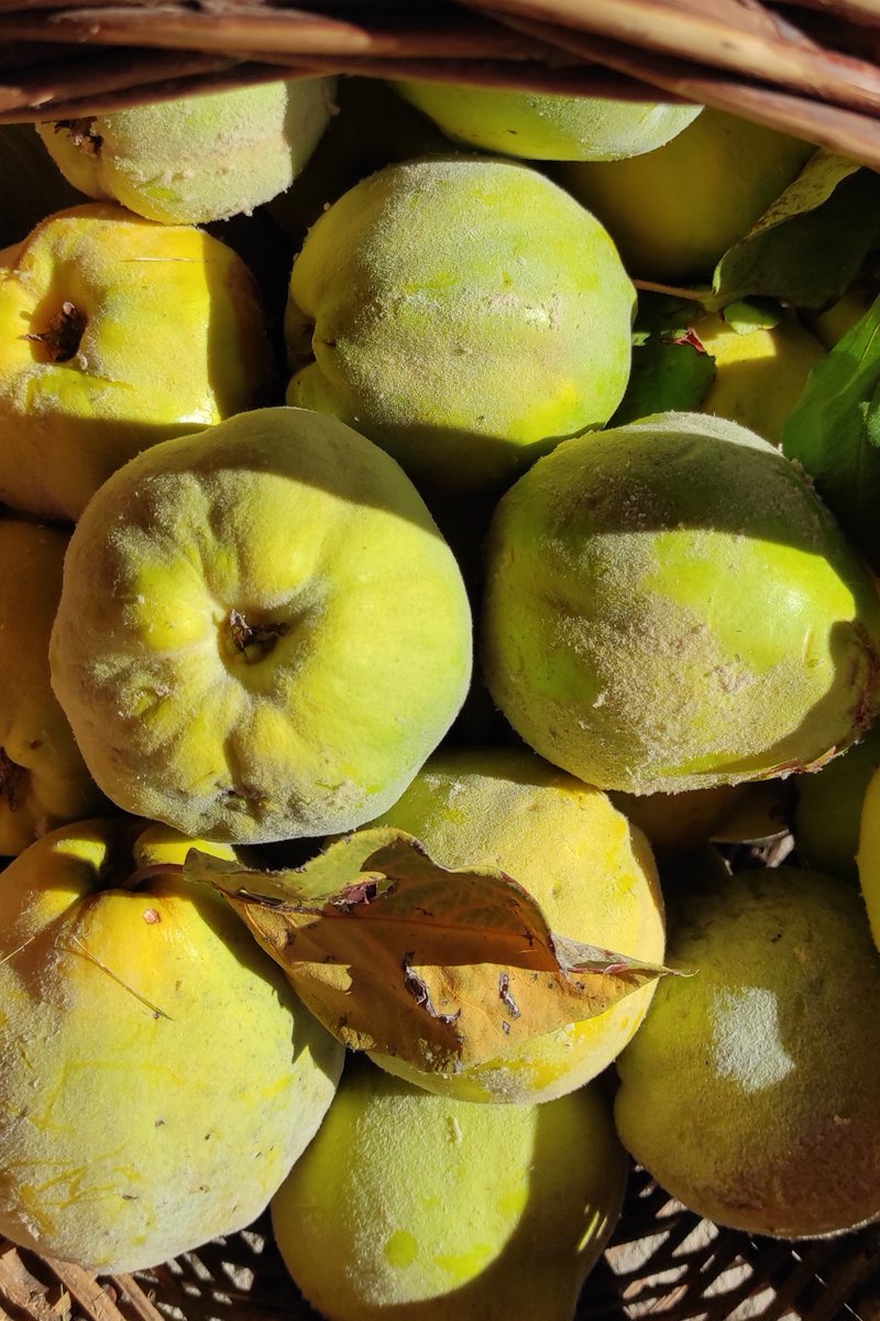 catexperience's tweet image. Els restaurants del #PallarsSobirà aposten pels productes de proximitat i, un d'ells és el #codony, una fruita aromàtica de tardor que permet moltes possibilitats de receptes i de conserva. 😋

ℹ️ shorturl.at/myQ45
📸 PGC

@visitpallars @somgastronomia @aralleida