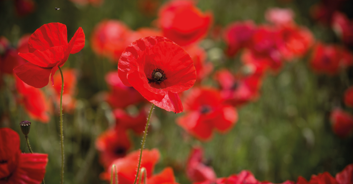 This #Remembrance Sunday, we are proud to remember our dedicated Armed Forces community. #LestWeForget