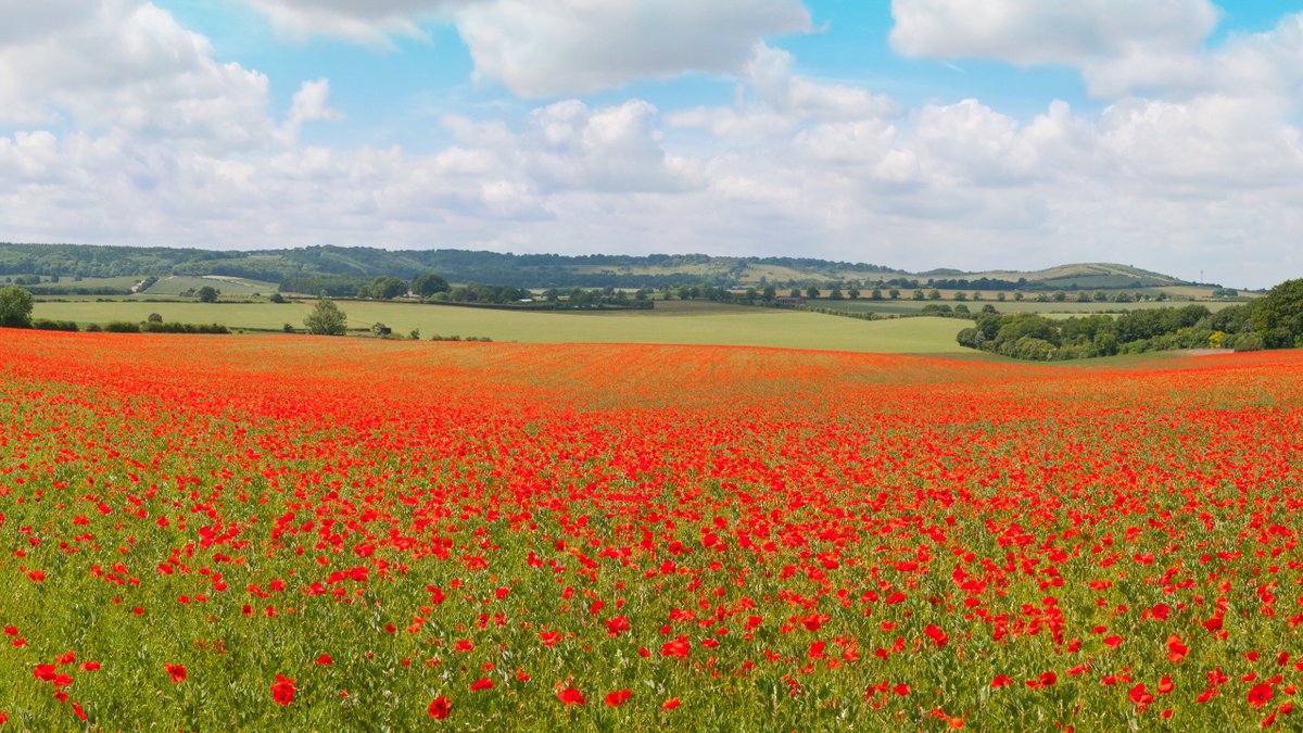 They shall not grow old, as we that are left grow old:
Age shall not weary them, nor the years condemn.
At the going down of the sun and in the morning
We will remember them. 

📸 Chris Smith