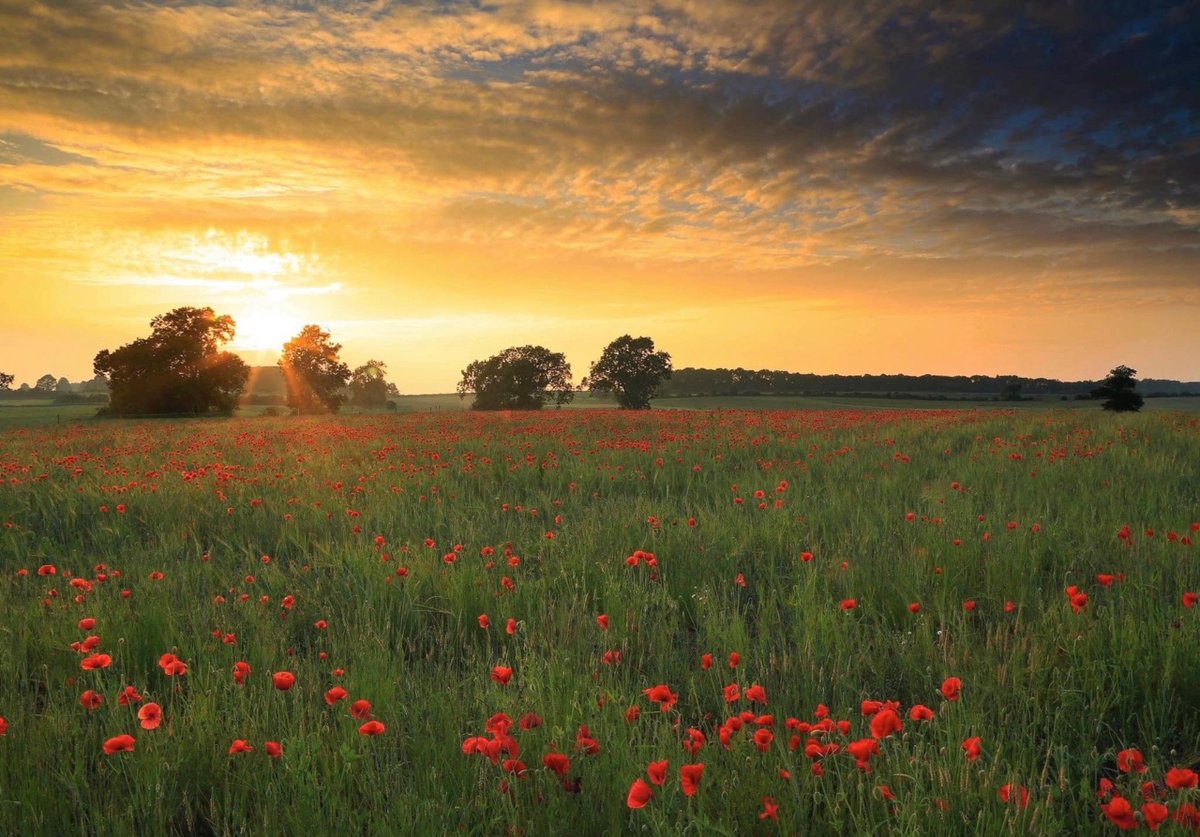 Lest we forget
📷 by @chrisnowellphotography 

#vanguardphotouk #vanguardambassador