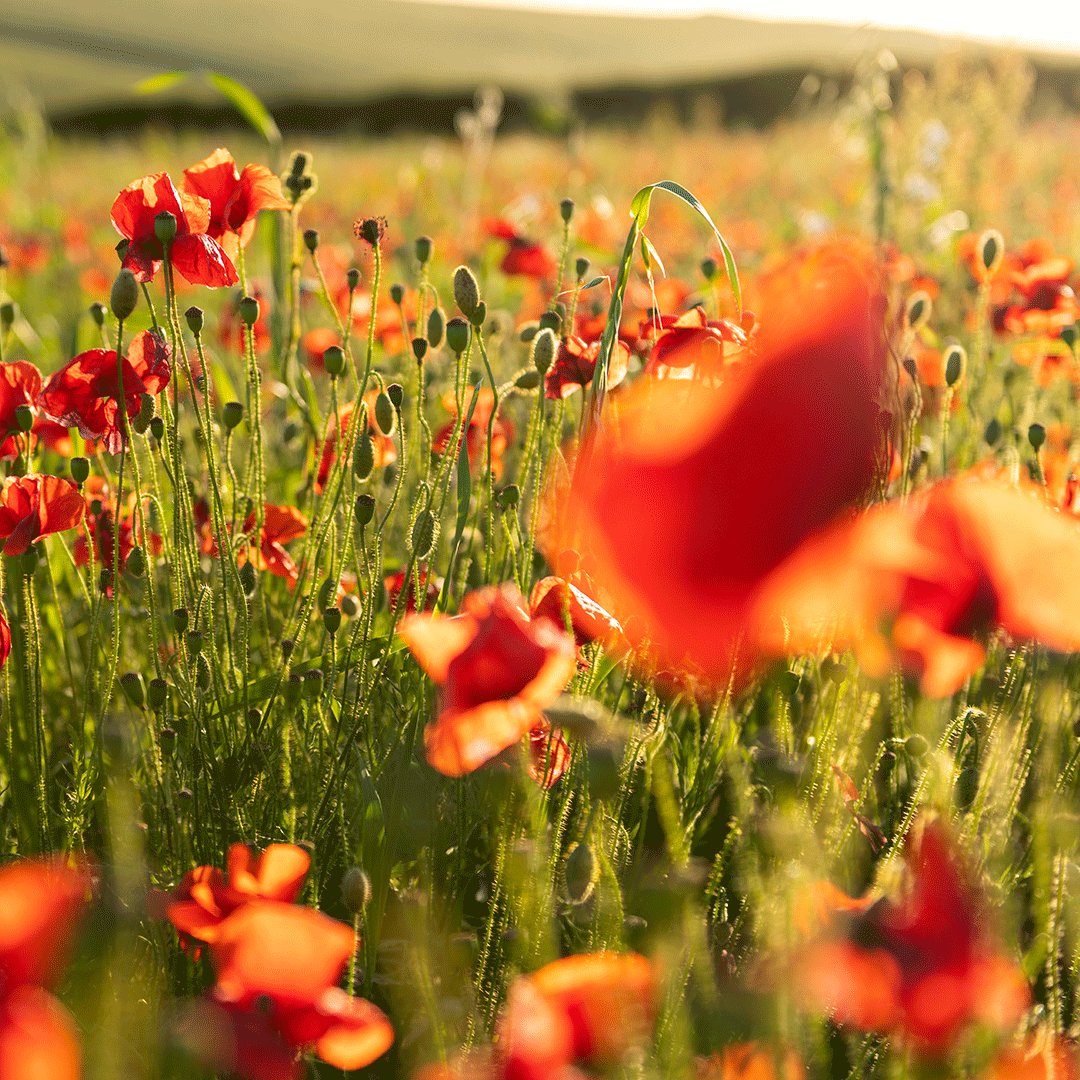 We will remember them at the eleventh hour on the eleventh day of the eleventh month.  On Armistice Day, we remember those who defended our freedom and protected our way of life.  We are proud to have signed the Covenant Pledge to support our Armed Forces: ow.ly/9oEg50Q5phl