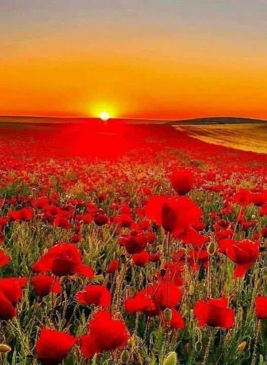 Dorset ACF (@dorsetacf) on Twitter photo At the 11th hour of the 11th day of the 11th month…we will remember them
<a href="/ArmyCadetsUK/">Army Cadets UK</a>
#ArmisticeDay At the 11th hour of the 11th day of the 11th month…we will remember them
<a href="/ArmyCadetsUK/">Army Cadets UK</a>
#ArmisticeDay