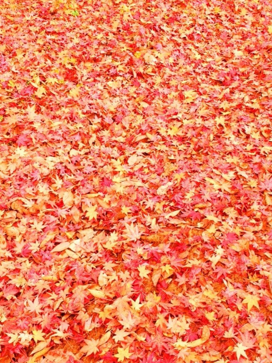 낙엽 🍃🍂🥮🍁
다 내려놓고 간다 가을이 ~~