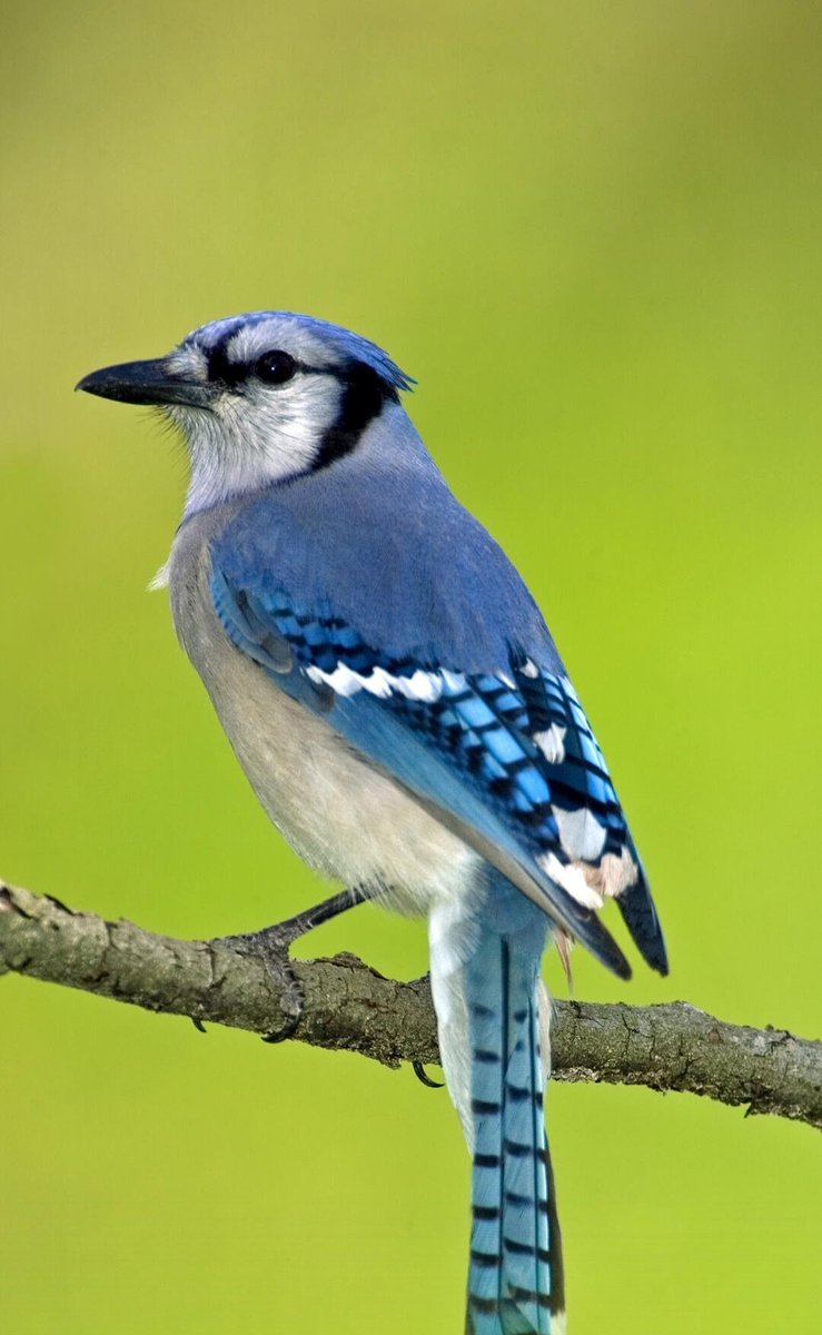 ✨♓Pisces♓✨ tweet media