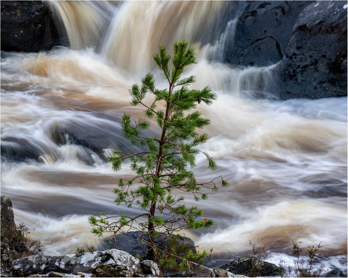 MPLandscapes's tweet photo. Fir and falls @opoty @UKNikon @JohnMuirTrust #capturewithconfidence https://t.co/zzD4yo6lB5