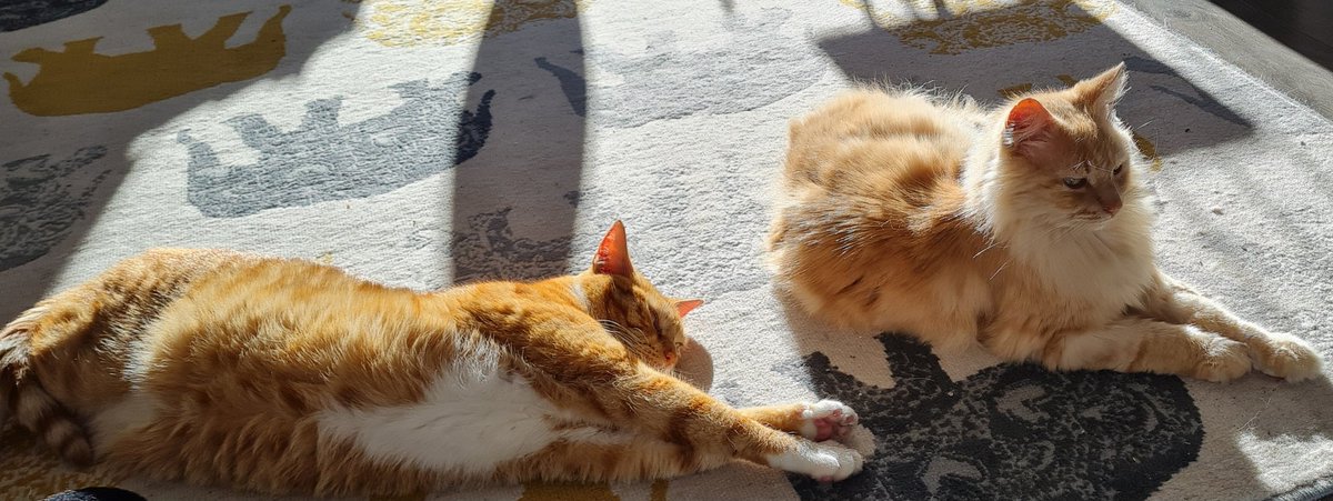 #Caturday Ginger and Boo relaxing in the morning sun. 🐈🐈