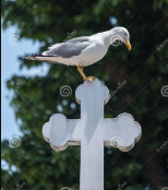 co2detective4's tweet photo. @1goodtern I'm not religious but I'd worship at the church of the gull. 
Thank you for all the awareness you bring. https://t.co/TduLd5Rkic