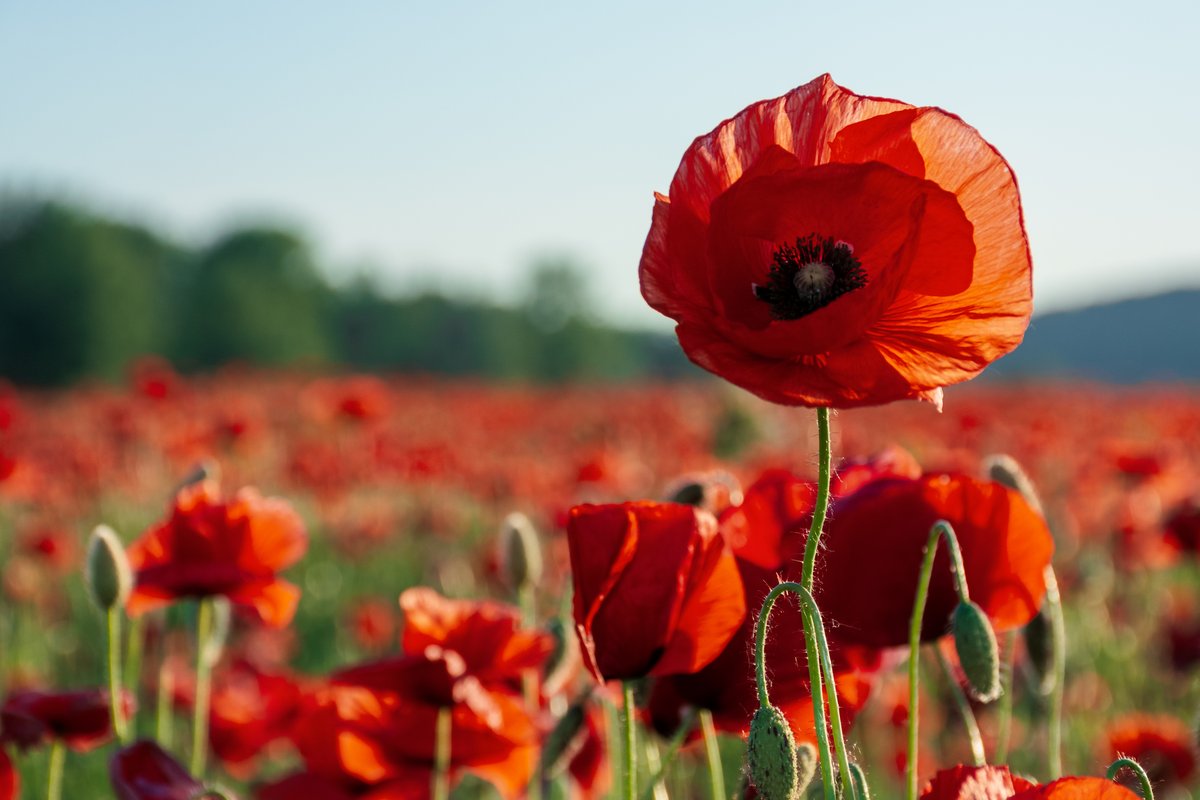 In solemn remembrance of the many lives touched by war. Their legacy endures in our pursuit of a peaceful tomorrow. #RemembranceDay 🌹