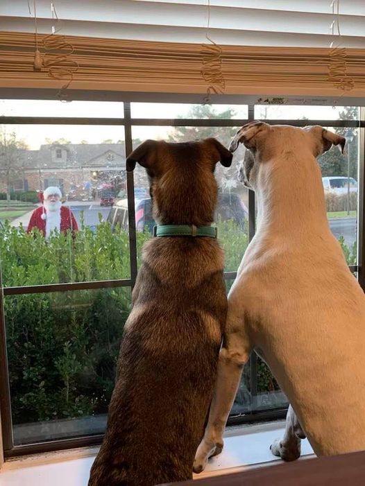 The anticipation for that first Santa visit of the year is overwhelming to everyone!  #dogsoftwitter