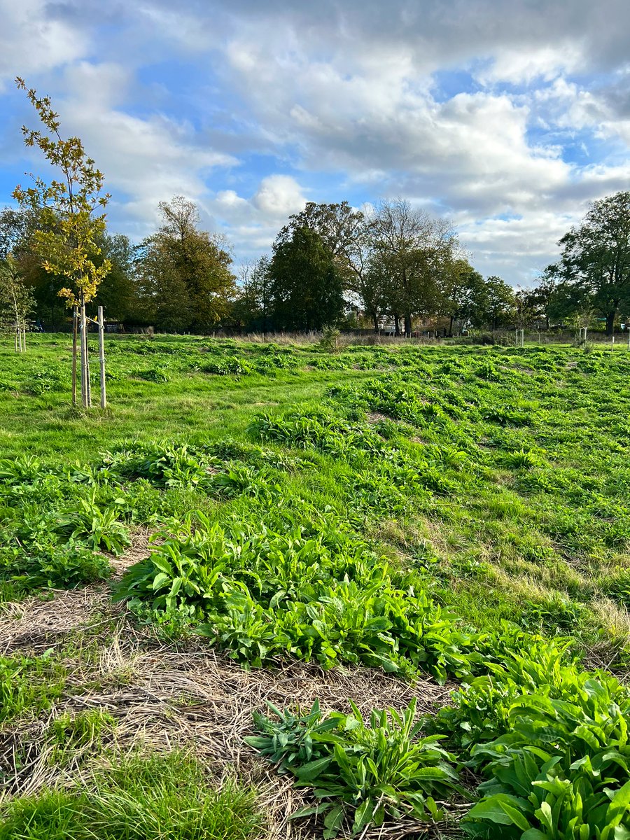 Joel Ashton 🍃🌳🍃 tweet media