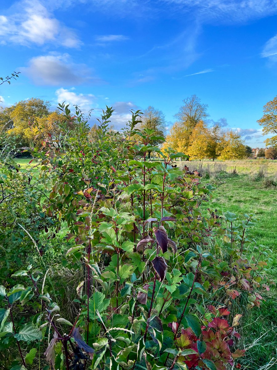 Joel Ashton 🍃🌳🍃 tweet media