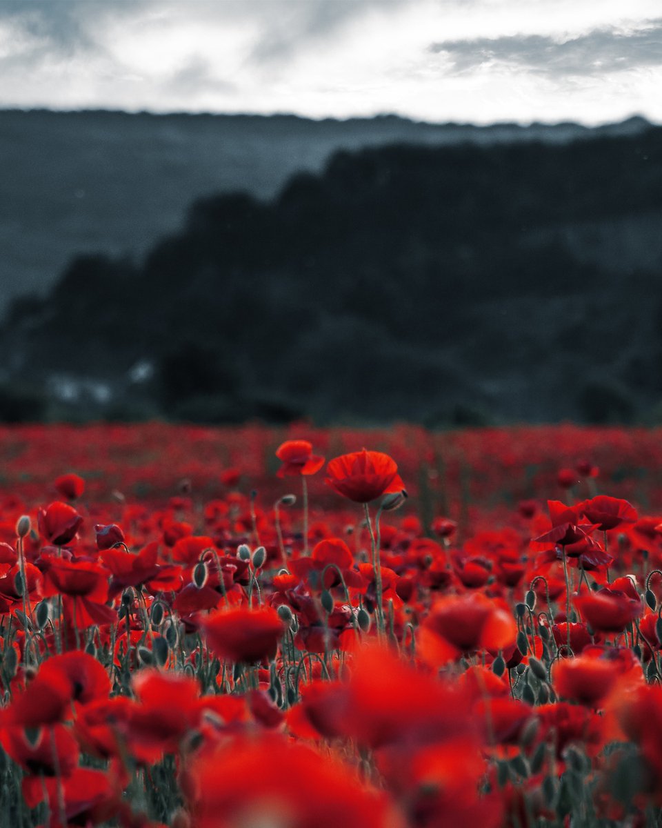 Freedomfoundns's tweet image. Take a moment of silence to remember those who have fallen. #LestWeForget