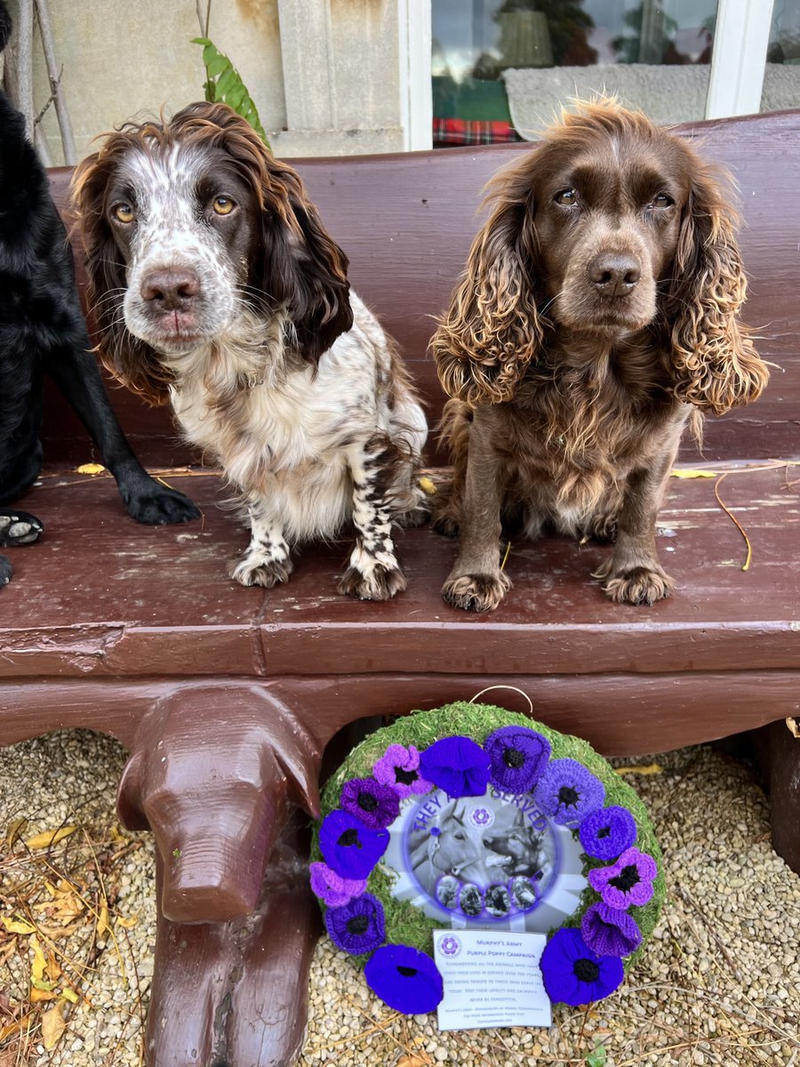 GracieSpanna's tweet photo. Mum has told us of the horrors of war.
She has told us of the countless losses of both humans and animals.
We wear our @MA_PurplePoppy with pride.
#RemembanceDay #wewillrememberthem #lestweforget🌹 #purplepoppy #armistice #armisticeday #theyalsoserved #murphysarmy https://t.co/TtbkyDrJtI