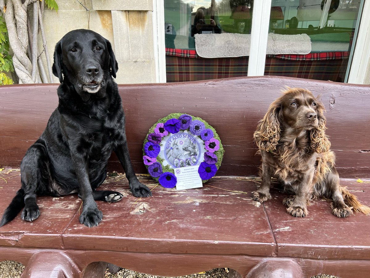 GracieSpanna's tweet photo. Mum has told us of the horrors of war.
She has told us of the countless losses of both humans and animals.
We wear our @MA_PurplePoppy with pride.
#RemembanceDay #wewillrememberthem #lestweforget🌹 #purplepoppy #armistice #armisticeday #theyalsoserved #murphysarmy https://t.co/TtbkyDrJtI