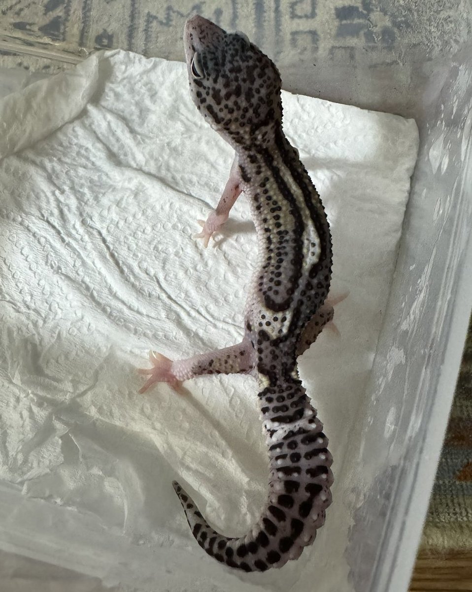 sg_for_sale's tweet image. 販売個体✨
メラニスティックスノーエクリプス

#レオパ　#レオパードゲッコー　#爬虫類