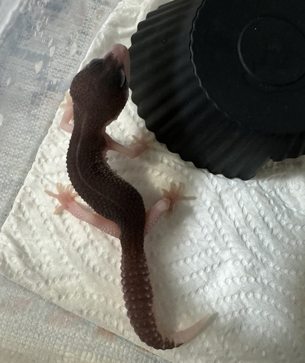 sg_for_sale's tweet image. 販売個体✨
メラニスティックスーパースノーエクリプス

#レオパ　#レオパードゲッコー　#爬虫類