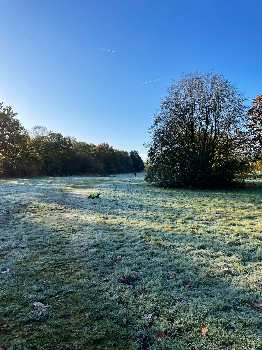 Beautiful blue sky, a covering of frost on the ground made a perfect morning for a walk at Dinton Pastures #365DaysWild ❄️🐕‍🦺🐾